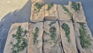 Jučer, 30. rujna, policijski službenici Službe kriminalističke policije Policijske uprave virovitičko-podravske, uz kori&scaron;tenje službenog psa za otkrivanje droga te temeljem naloga Županijskog suda u Bjelovaru, proveli su pretragu doma i drugih prostora u kojima prebiva i kojima se koristi 40-godi&scaron;njak s područja grada Virovitice.