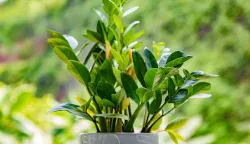 Zamioculcas Zamioculcas