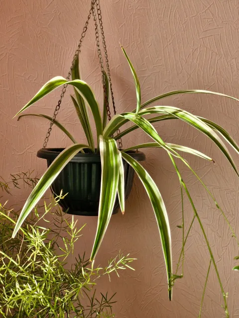 Chlorophytum comosum