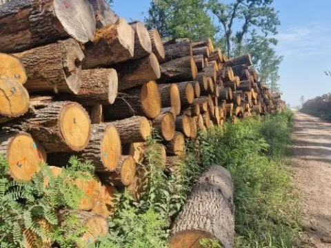 VINKOVCI - &Scaron;UMARIJA, OGRJEVNO DRVO, 2023.?