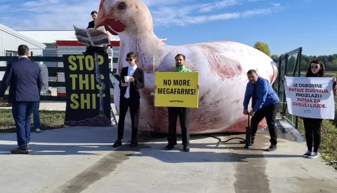 Koprivnica, 13.10.2026.- Predstavnici ekolo?kih udruga upozorili su da bi farma Veliki Pa?ut, predvi?enog kapaciteta 1,8 milijuna pili?a godi?nje, mogla ugroziti UNESCO-ov rezervat biosfere Mura-Drava-Dunav. Mje?tani se ?ale na neugodne mirise, a aktivisti tra?e obustavu rada farme. foto HINA/ Ozren ?piranec/ ua