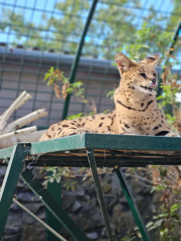 Servalfoto: ZOO Mi&scaron;ko