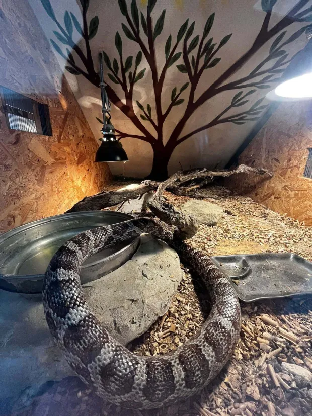Zmija u Cernifoto: ZOO Mi&scaron;ko