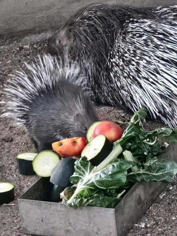 Beba dokobrazfoto: ZOO Mi&scaron;ko