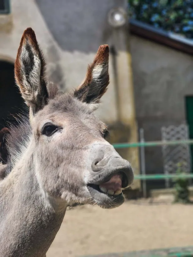 Magarac Kikifoto: ZOO Mi&scaron;ko