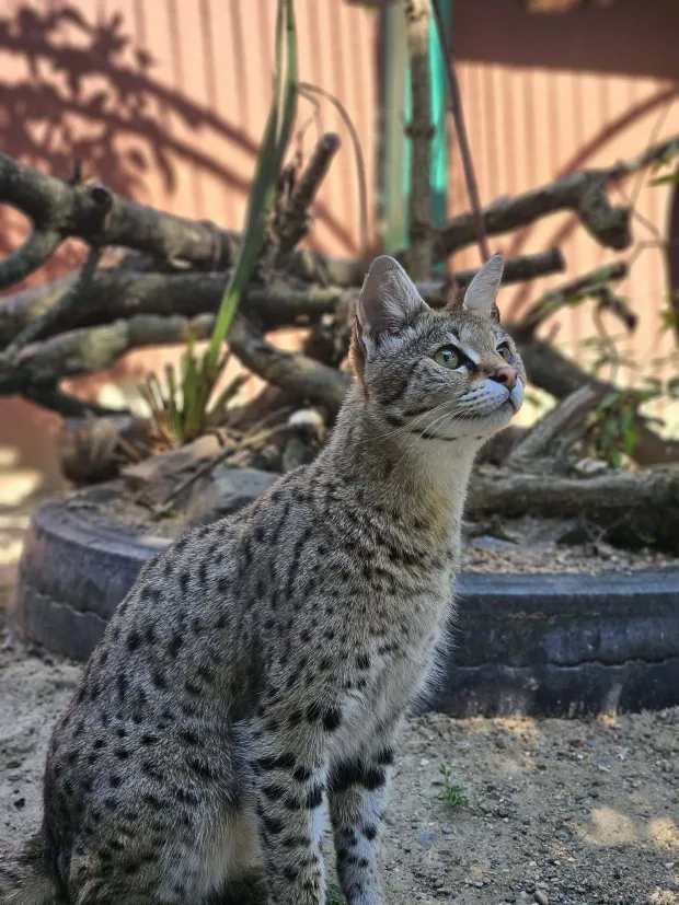Savannah mačka Nalafoto: ZOO Mi&scaron;ko