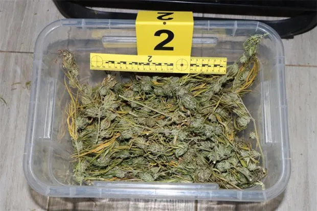 droga konoplja