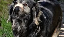 slavonija...vinkovci...21.05.2021.stipa sertic samoinicijativno pomaze napustenim i(li) ozlijedjenim zivotinjama, te ih, po potrebi, o svom trosku vodi kod veterinara i brine o njima dok ih ne udomi...; uglavnom su to psi, ali bilo je i macaka, pa i jedan patak; trenutno su na brizi u jednom vinkovackom dvoristu gara, zuja i ljepotica; foto Gordan Panić